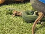 Lacerta agilis exigua NK2025, Dieren en Toebehoren, Reptielen en Amfibieën, Hagedis