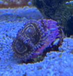 Zoanthus Stratosphere 4 koppen koraal zeeaquarium, Dieren en Toebehoren, Vissen | Aquariumvissen, Overige typen, Zoutwatervis
