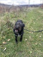 CHARMANT KNAP REUTJE HOOVER (MIDDELMAAT) HOUD VAN KROELEN, Particulier, Rabiës (hondsdolheid), 15 weken tot 1 jaar, Reu