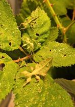 Cryptophyllium limogesi. Wandelend blad, Overige soorten