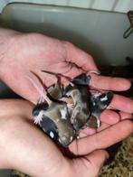 Tamme Kleurmuizen, baby muisjes, show muizen, muis, Dieren en Toebehoren, Muis, Meerdere dieren, Tam, Oktober