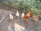Grote toom kippen + jongere kuikens & 2 broedmachines, Dieren en Toebehoren, Pluimvee, Meerdere dieren, Kip
