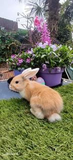 Jonge konijntjes  te koop, Dieren en Toebehoren, Vrouwelijk, Hangoor