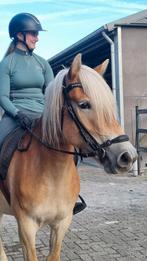 Leuke 4jarige haflingermerrie, Dieren en Toebehoren, Merrie, Zadelmak, 3 tot 6 jaar, Recreatiepony