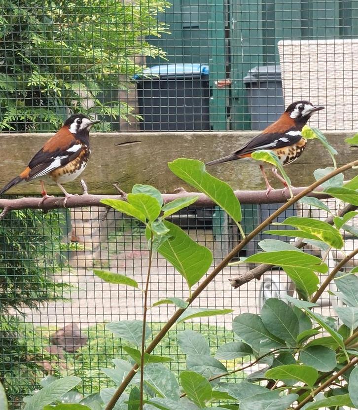 Kastanjeruglijster...pop....2025., Dieren en Toebehoren, Vogels | Overige Vogels, Tropenvogel, Vrouwelijk, Geringd