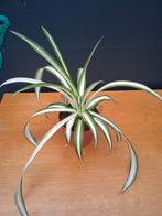 Graslelie, Ophalen, Halfschaduw, Minder dan 100 cm