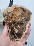 Plak van versteend hout, Ophalen of Verzenden, Mineraal