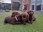Prachtige bruine labrador puppies te koop, Particulier, Meerdere, 8 tot 15 weken, Meerdere dieren
