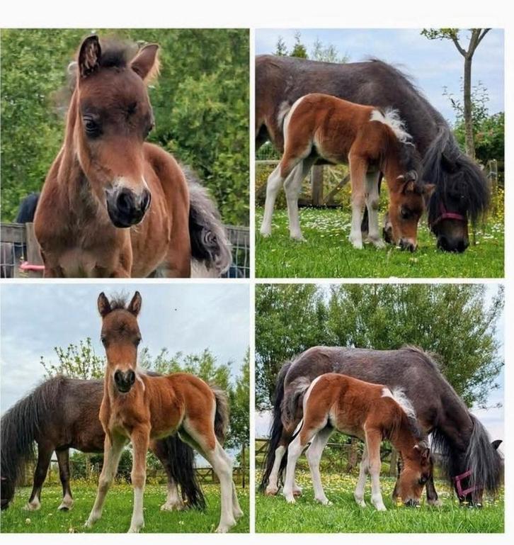 Weide, weiland, land gezocht!, Dieren en Toebehoren, Stalling en Weidegang