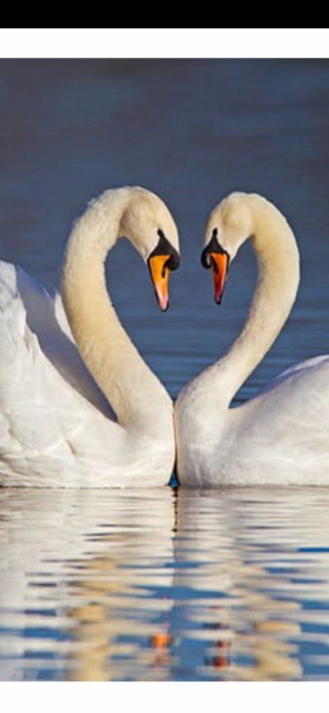 Relatietherapeut & Psycholoog & Paragnost, innerlijk geluk., Diensten en Vakmensen, Alternatieve geneeskunde en Spiritualiteit