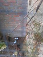 Diamantduifjes, Dieren en Toebehoren, Vogels | Duiven, Meerdere dieren, Overige soorten