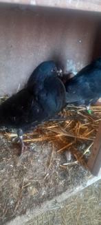 Gaditano ( lokker) Haags kroppers, Dieren en Toebehoren, Meerdere dieren, Kropper