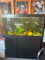 Juwel Rio 350, Ophalen of Verzenden, Zo goed als nieuw, Gevuld zoetwateraquarium