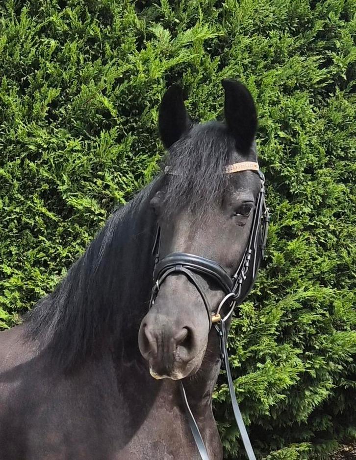 Hele brave fries te koop!, Dieren en Toebehoren, Paarden, Merrie, Recreatiepaard