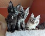 prachtige maine coon kittens met stamboom, Dieren en Toebehoren, Katten en Kittens | Raskatten | Langhaar, Meerdere dieren, Gechipt