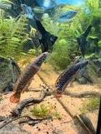 Channa bleheri 2x, Vis, Zoetwatervis