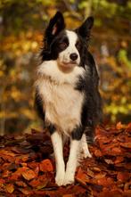 Hondenuitlaat aangeboden, Dieren en Toebehoren, Ophalen of Verzenden