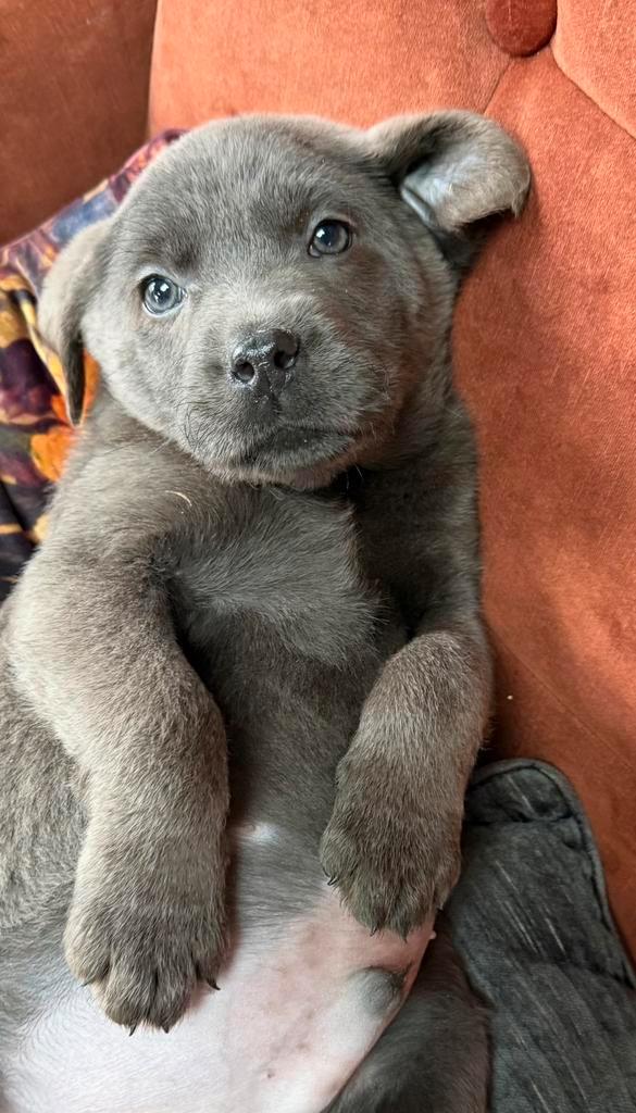 Labrador, Dieren en Toebehoren, Honden | Retrievers, Spaniëls en Waterhonden, Reu, Labrador retriever, Fokker | Professioneel