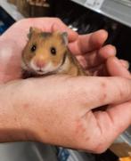 Syrische hamsters in diverse kleuren., Augustus, Meerdere dieren, Hamster