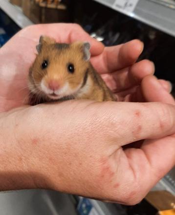Syrische hamsters in diverse kleuren.  beschikbaar voor biedingen