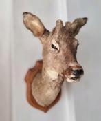 Ree kop taxidermie opgezette reeenkop op schild jachttroffee, Ophalen of Verzenden, Gebruikt, Hert, Gewei of Kop