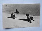Texel De Robbenplaat met drie zeehonden Texel natuur 1950, Verzenden, 1940 tot 1960, Gelopen, Waddeneilanden