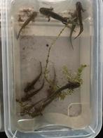 Axolotl’s, Dieren en Toebehoren, Amfibie