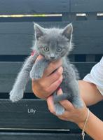 Ragdoll x Blauwe rus kittens, Poes, Ontwormd, 0 tot 2 jaar