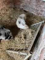 Twee hobbyvarkens, Dieren en Toebehoren, Meerdere dieren, Varken, 0 tot 2 jaar
