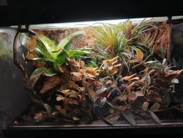 paludarium met mantella Aurantiaca  beschikbaar voor biedingen