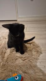 Kitten moeder blauwe rus, Dieren en Toebehoren, Katten en Kittens | Overige Katten, Poes