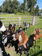 Lieve nubische geiten te koop, Dieren en Toebehoren, Schapen, Geiten en Varkens, Vrouwelijk, Geit