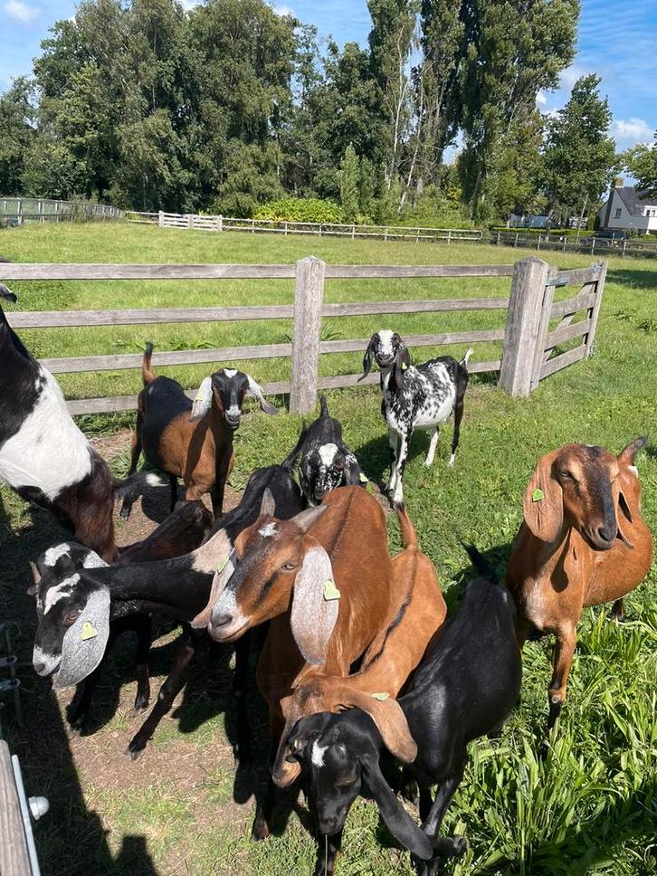 Lieve nubische geiten te koop, Dieren en Toebehoren, Schapen, Geiten en Varkens, Geit, Vrouwelijk