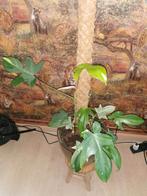 Philodendron Florida beauty en 2 Florida ghost + stek, Ophalen, Overige soorten, Minder dan 100 cm