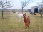 2 Alpacas bruin en wit: 1x hengst 1x ruin, April, Mannelijk