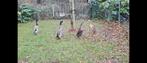 4 jonge loopeenden, Dieren en Toebehoren, Pluimvee, Meerdere dieren, Eend