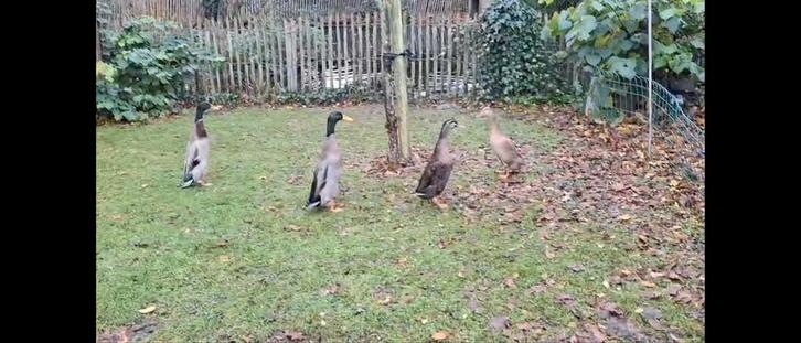 4 jonge loopeenden, Dieren en Toebehoren, Pluimvee, Eend, Meerdere dieren
