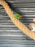 Drie kleur papegaai amadine, Mannelijk, Tropenvogel