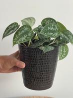 Scindapsus Pictus plant is incl pot, Ophalen of Verzenden, Overige soorten, Minder dan 100 cm
