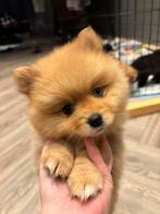 Leuke Pomeranian/Pomeriaan x Pomsky pupjes te koop, Keeshond, CDV (hondenziekte), 8 tot 15 weken, Meerdere