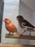 Koppel kanaries harlekijnen, Dieren en Toebehoren, Vogels | Kanaries, Meerdere dieren, Kleurkanarie