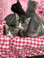 Boerderij kittens, Dieren en Toebehoren, Katten en Kittens | Raskatten | Korthaar, Meerdere dieren, Ontwormd, 0 tot 2 jaar
