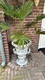 Palmboom met pot, Tuin en Terras, Planten | Bomen, Volle zon, Bloeit niet, Ophalen of Verzenden, Minder dan 100 cm