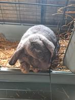 2 nederlandse hangoordwerg  te koop., Dieren en Toebehoren, Konijnen