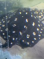 Bewezen kweek man bd, Dieren en Toebehoren, Vis