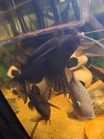 Synodontis 3, Vis, Zoetwatervis, Schoolvis