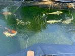 Koi’s, Tuin en Terras, Vijvers, Ophalen, Zo goed als nieuw
