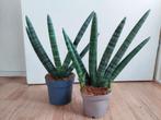 Sansevieria Boncel - Vrouwentong H: 38 cm., Ophalen, Vetplant, Halfschaduw, Minder dan 100 cm