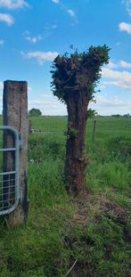 Gratis oude wilgen bomen. Zelf uit de grond halen., Ophalen, Halfschaduw, Overige soorten, 100 tot 250 cm