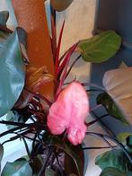 Philodendron pink princess groot!, Huis en Inrichting, Kamerplanten, Overige soorten, Minder dan 100 cm, Halfschaduw, Ophalen